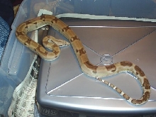 after shed 3