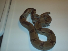 after shed 4