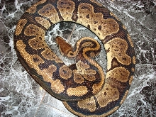 Granite