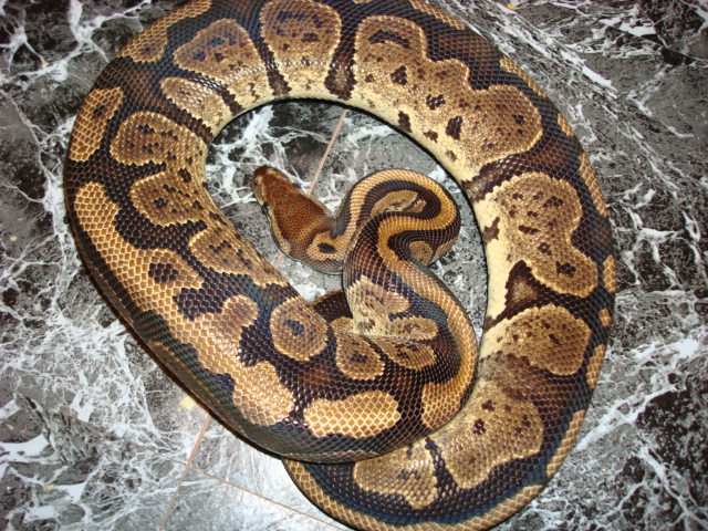 Granite