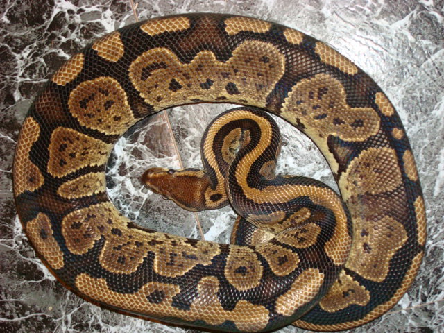 Granite 2