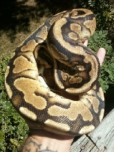 Granite Yellow Belly