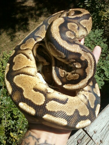 Granite Yellow Belly