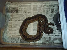 Gravid Female