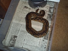 Gravid Female 2