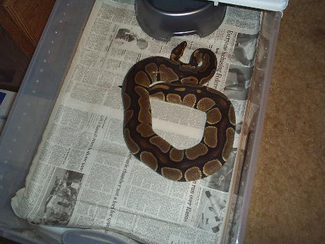 Gravid Female 2