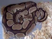 Gravid for '07