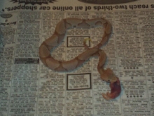 Hypo Contorix