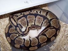June Clutch