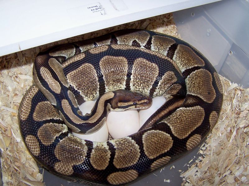 June Clutch