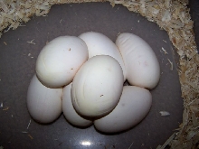 June Clutch 3