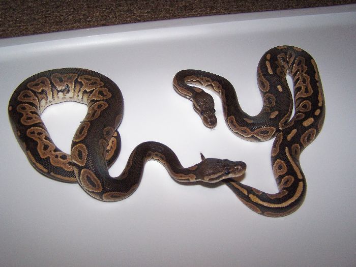 Male Cinnies