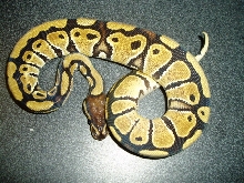 Pastel Ball?