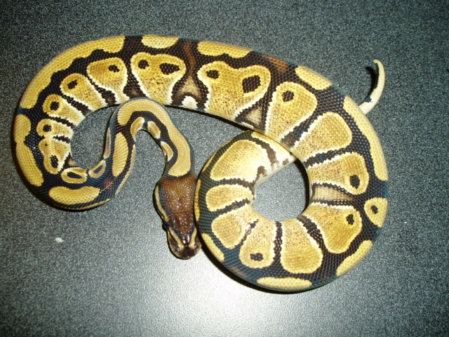 Pastel Ball?