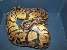 Pastel Ball