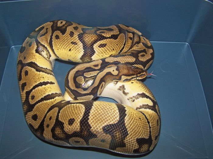 Pastel Ball