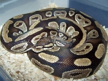 Unknown Female