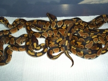 baby balls 11-13 days old