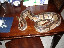 Adult Female Black Back