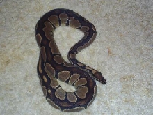 female black back