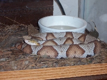 Female Contorix Intergrade