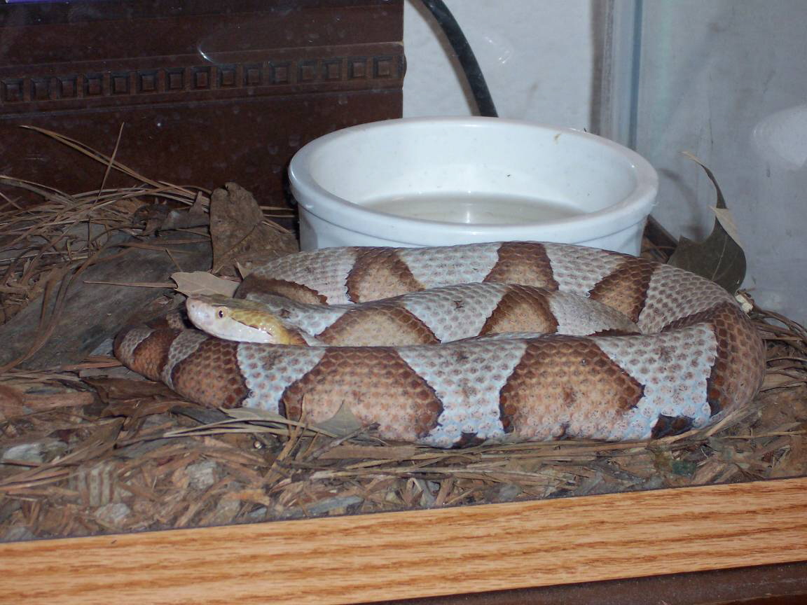 Female Contorix Intergrade