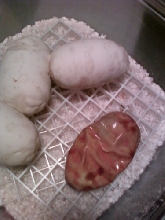Dead egg 2010