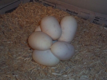 clutch of 7