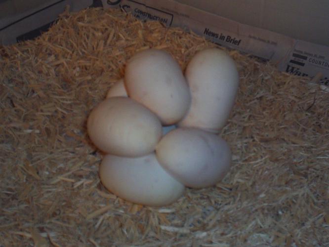 clutch of 7
