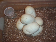 Eggs starting to dimple