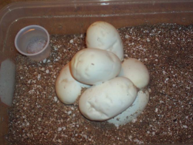 Eggs starting to dimple