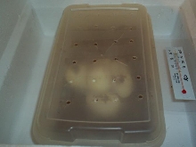 eggs in incubator