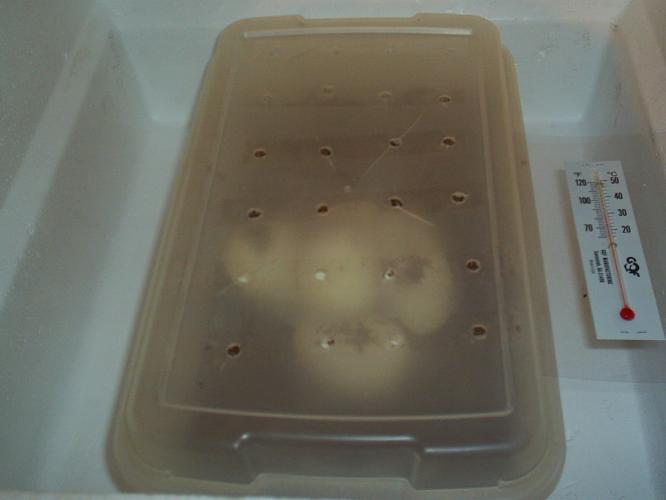 eggs in incubator