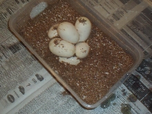clutch on substrate