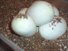 clutch on substrate 2