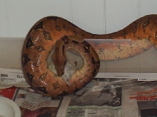female Boa