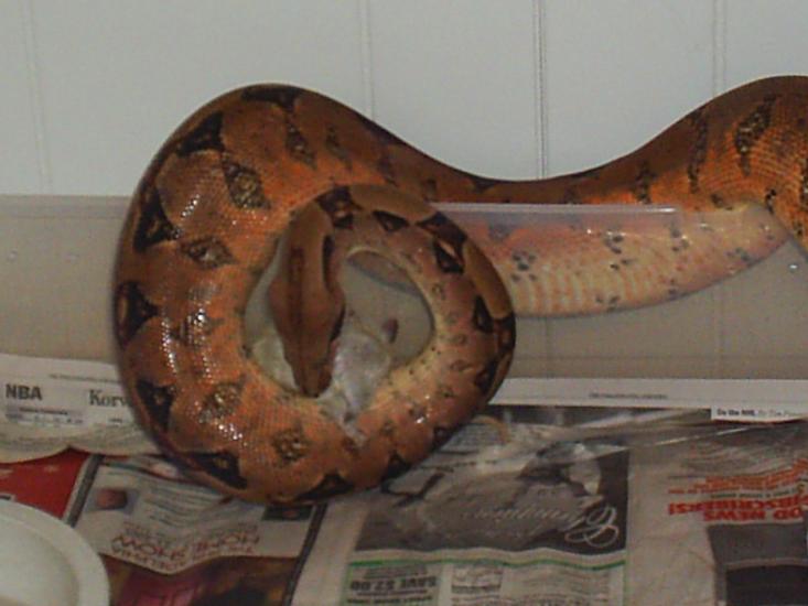 female Boa