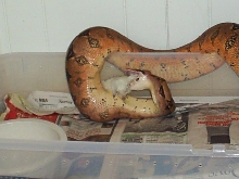 Female boa 2