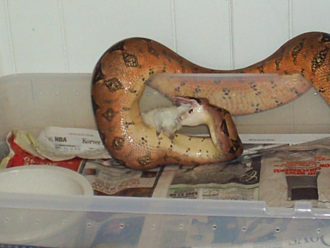 Female boa 2