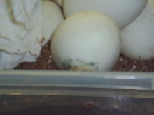 Molding egg 2