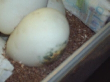 Molding egg 3