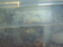 Molding egg from outside box