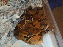 Pastel female coiled