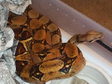 pastel coiled 2