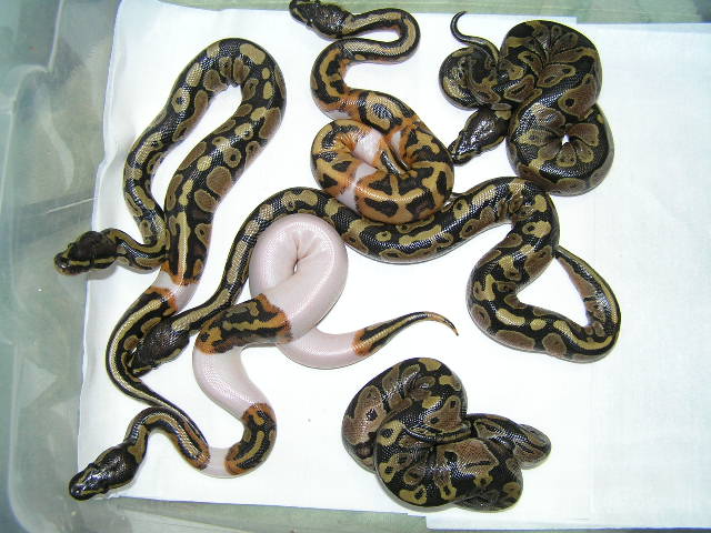 piebalds