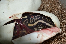 Mojave Sable