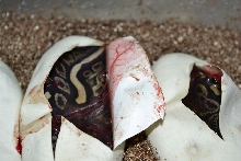 Mojave Sable