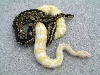 Albino male and het female