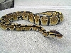 High yellow female