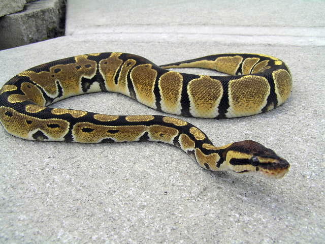 High yellow female